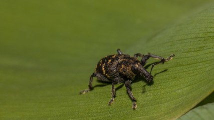 Rüsselkäfer auf einem Blatt
