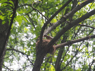 The thrush flew to the nest to feed the Chicks.