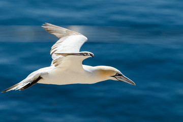 Fototapeta na wymiar Close-up eines fliegenden Basstölpels vor blauem Meer als Hintergrund
