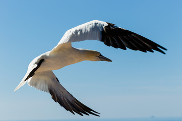 Nahaufnahme eines Seevogels der über dem Meer fliegt