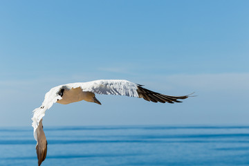 Nahaufnahme eines Seevogels der über dem Meer fliegt