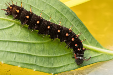 raupe