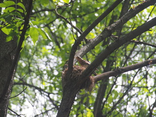 The thrush flew to the nest to feed the Chicks.