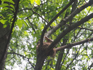 The thrush flew to the nest to feed the Chicks.