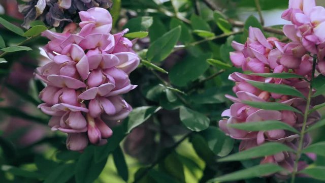 Pink acacia flower closeup .Robinia pseudoacacia tree bloom. 