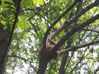 The thrush flew to the nest to feed the Chicks.