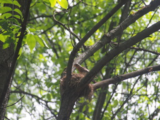 The thrush flew to the nest to feed the Chicks.