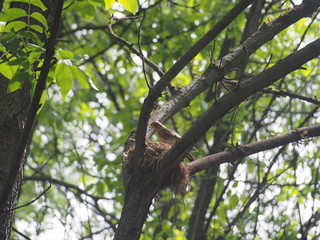 The thrush flew to the nest to feed the Chicks.