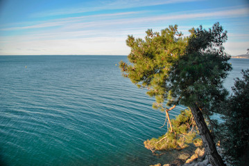 tree with the sea in background