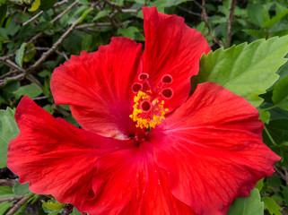 Close-up photo of a red Hibiscus in the bright sunlight of the Bahamas.