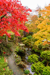 Acer Palmatium trees with red and orange foilage during autumn