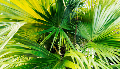 Vibrant leaves with long green stripes in the bright sunlight of the tropics. Nassau, The Bahamas
