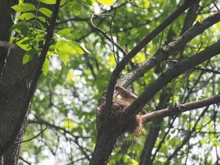 The thrush flew to the nest to feed the Chicks.