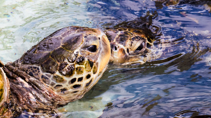 Obraz premium A cute couple of sea turtles in front of each other swimming in the warm water of the Bahamas. 