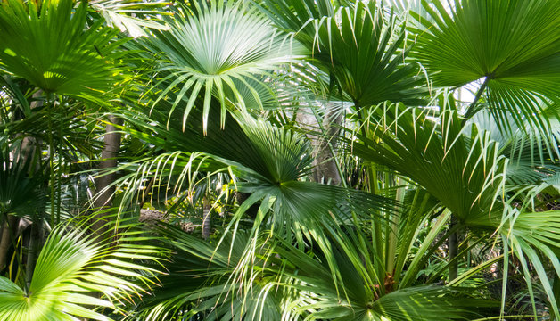 A lot of tropical leaves with long green stripes in the bright sunlight. Nassau, The Bahamas