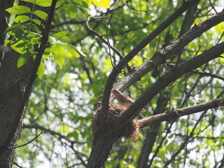 The thrush flew to the nest to feed the Chicks.