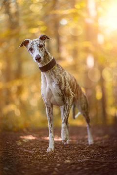Portrait, Whippet H&uuml;ndin im herbstlichen Wald
