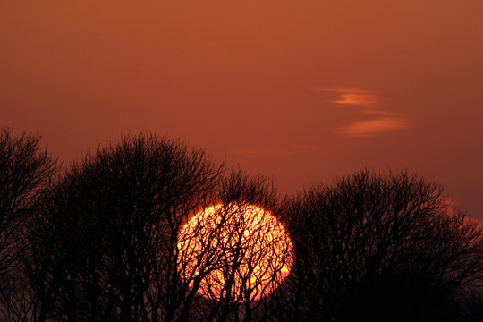 Sunset behind trees, close up with telelens