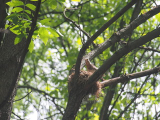 The thrush flew to the nest to feed the Chicks.