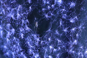 Spiderweb covered with dandelion seeds