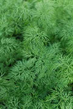 Fresh dill plants