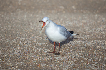 portrait of one seagull standing on the ground