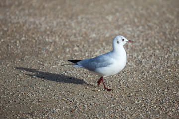 portrait of one seagull standing on the ground