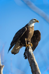 Bald eagle on stump, Missouri