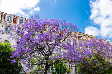 Jacaranda Mimosifolia Beautiful purple tree against white building and Blue sky, Faro, Algarve...
