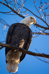 Bald eagle roosting in tree