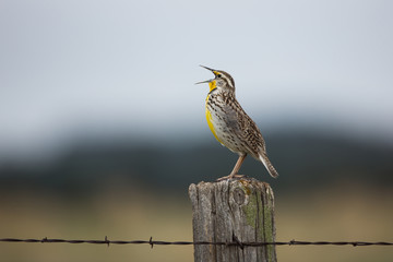 Meadowlark singing, Custer State Park