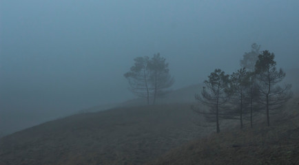 Coniferous trees in thick fog