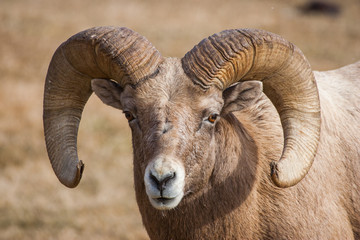 Bighorn ram, Custer State Park