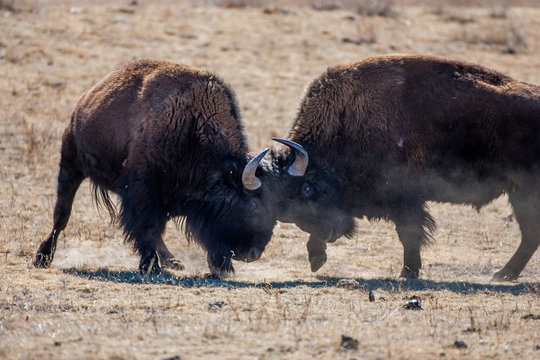 Bison sparring, Custer State Park
