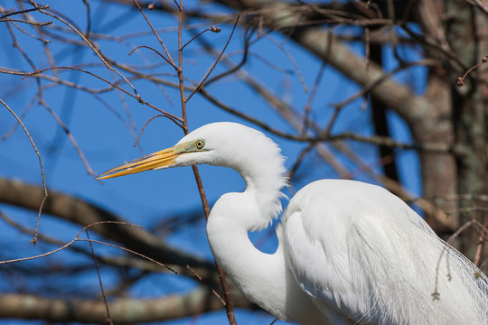 Egret nesting in St. Augustine
