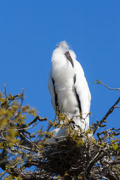 Wood stork, Florida