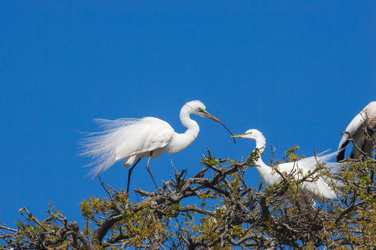 Egrets building a nest, Florida