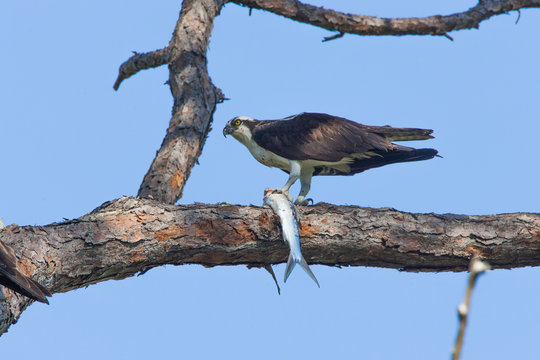 Osprey feeding on fish, Florida