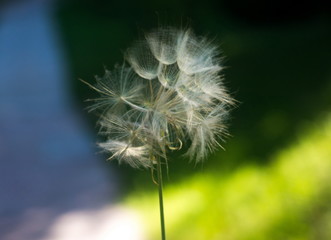 details of the dandelion in spring time