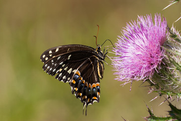 Butterfly feeding on thistle, Florida