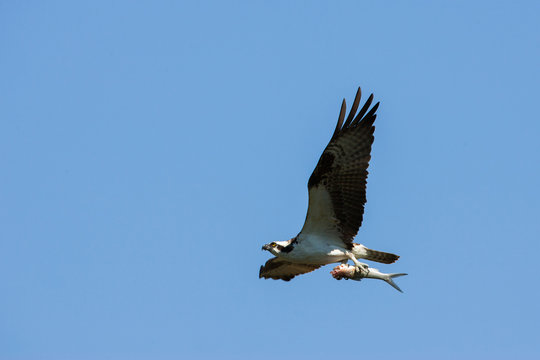 Osprey flying with fish, Florida