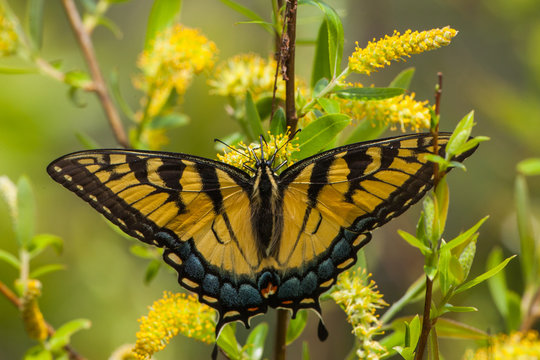 Yellow butterfly on flower, Florida