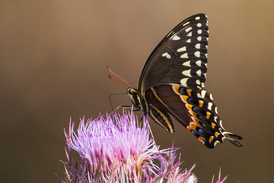 Butterfly feeding on thistle, Florida