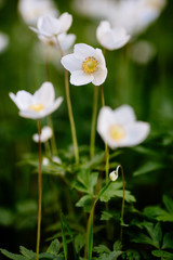 Green glade with white anemone flowers in spring garden