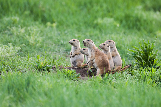 Prairie Dog Manor, Custer State Park