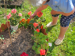 senior female working on the flowerbed