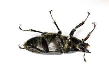 Female Stag Beetle Insect On White Background Close Up