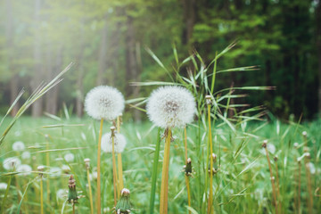 White fluffy dandelions, natural blurred spring background.