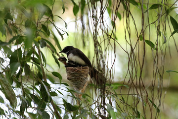 Malaysian pied fantail (Rhipidura javanica) with young in nest - Sepilok Borneo Malaysia Asia