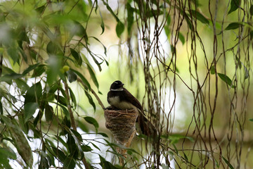 Malaysian pied fantail (Rhipidura javanica) with young in nest - Sepilok Borneo Malaysia Asia